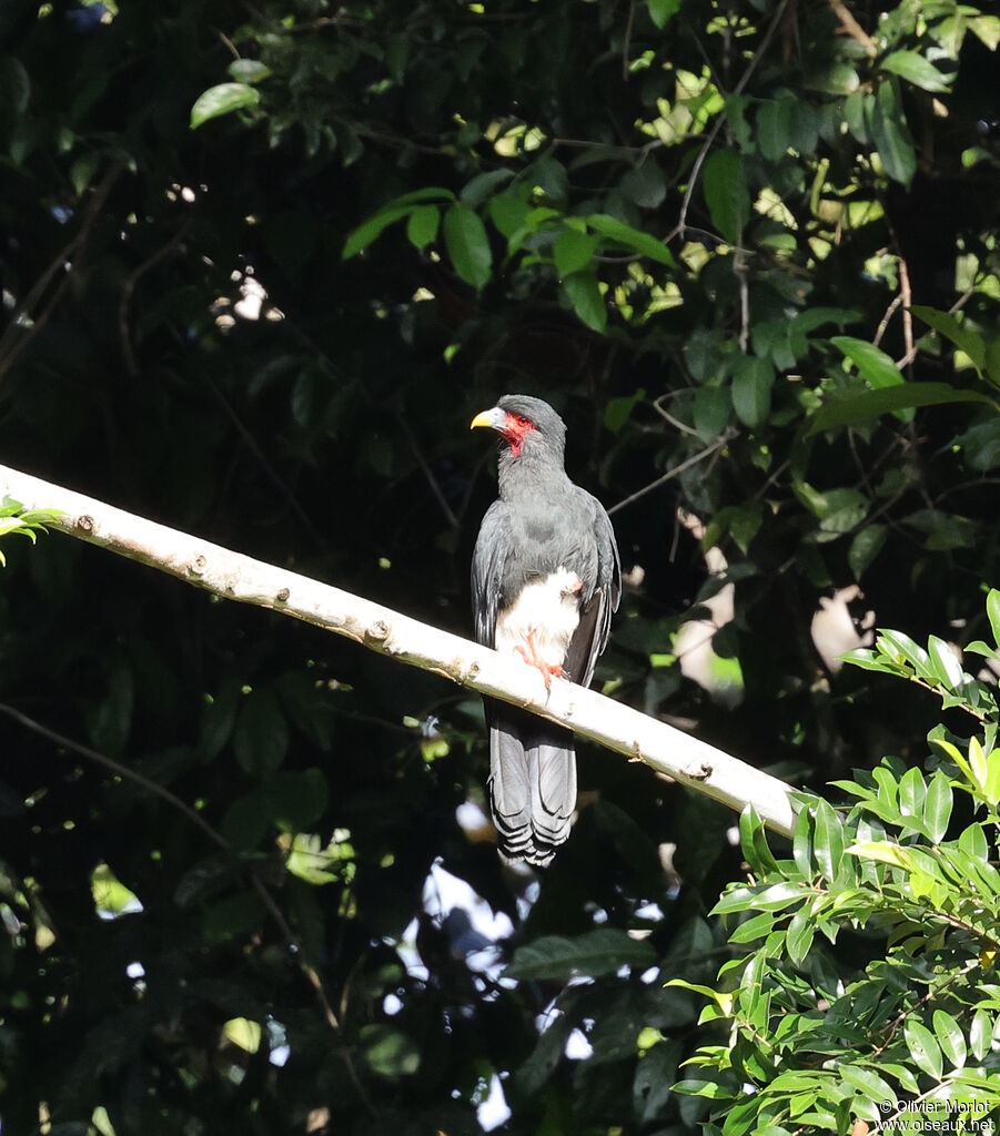 Caracara à gorge rouge
