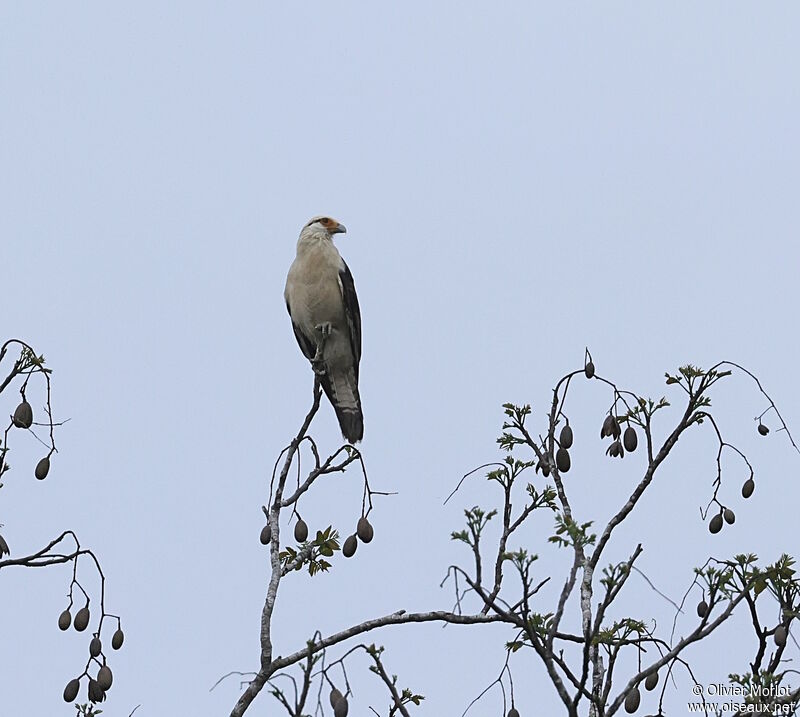 Caracara à tête jaune