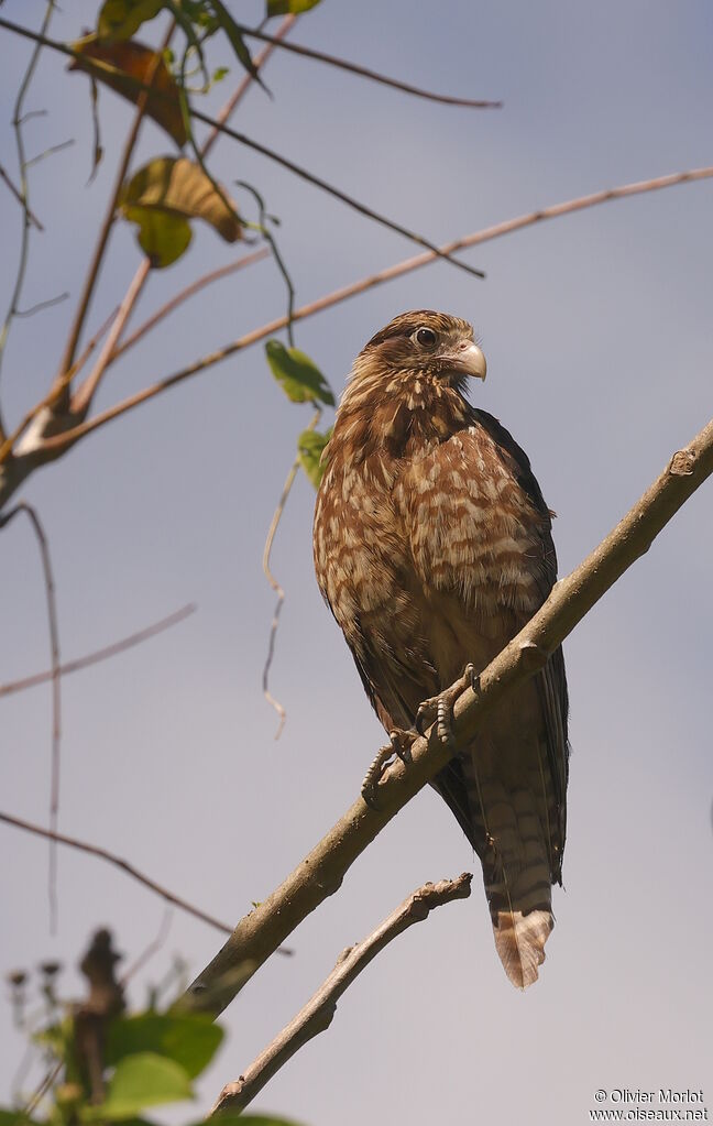 Caracara à tête jauneimmature
