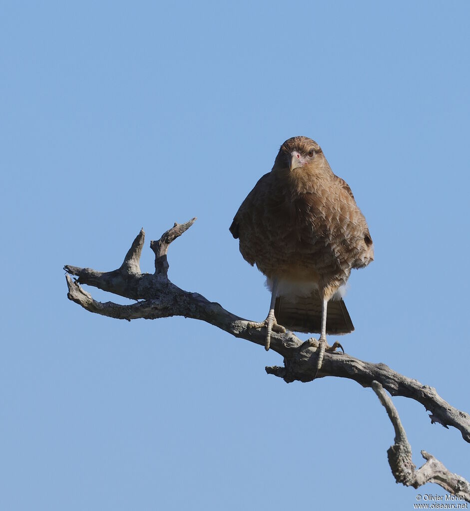 Caracara chimango