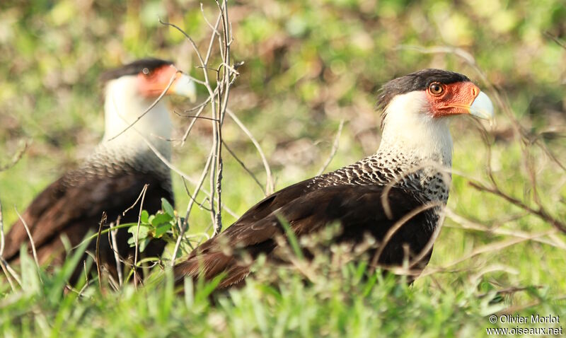 Crested Caracara