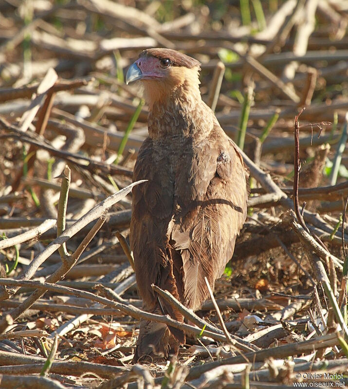 Crested Caracarajuvenile