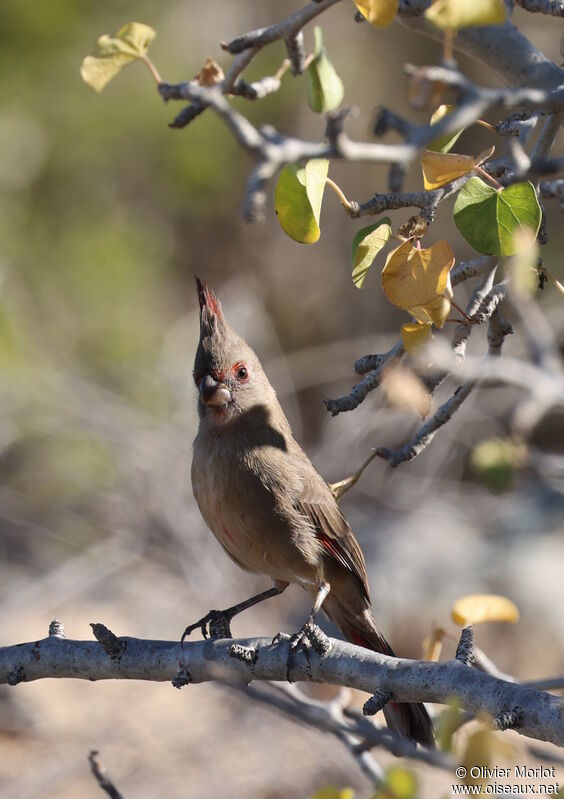 Cardinal pyrrhuloxia femelle