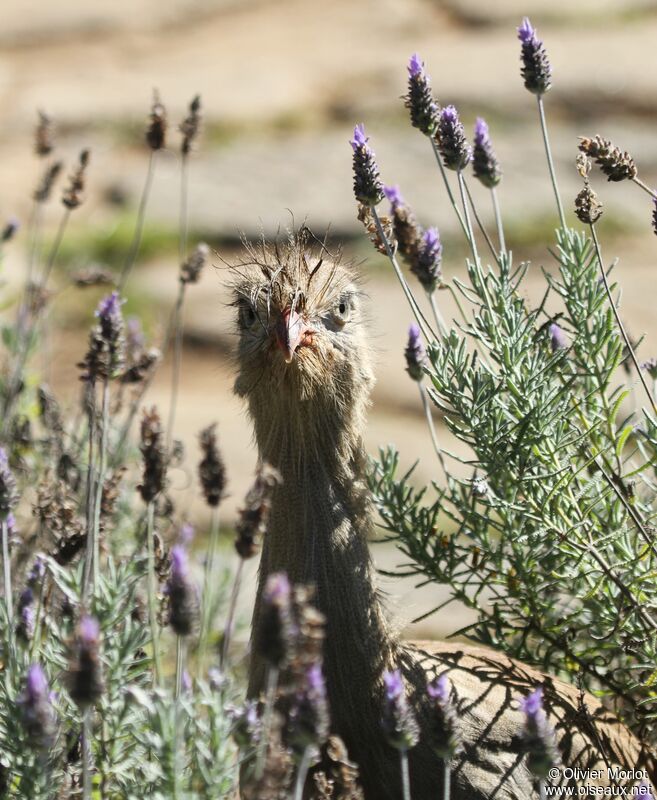 Red-legged Seriema