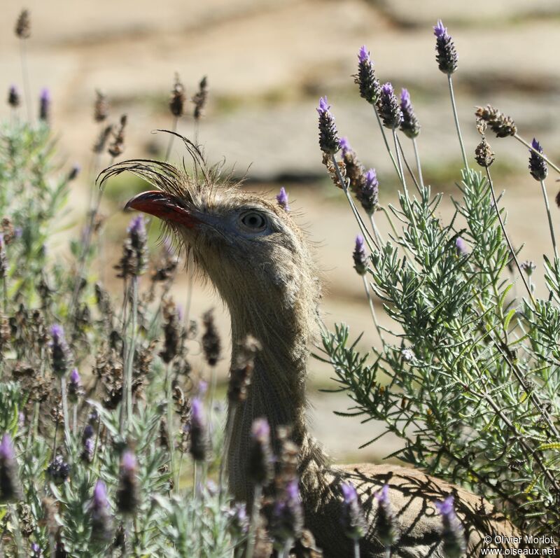 Red-legged Seriema