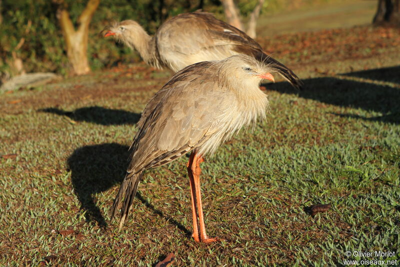 Red-legged Seriema