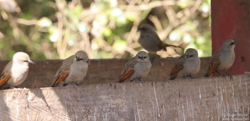 Greyish Baywing