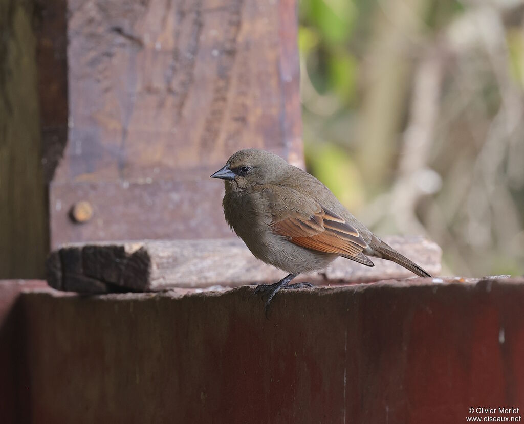 Greyish Baywing