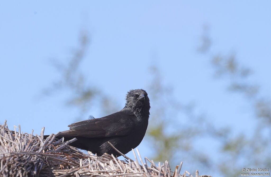 Chopi Blackbird
