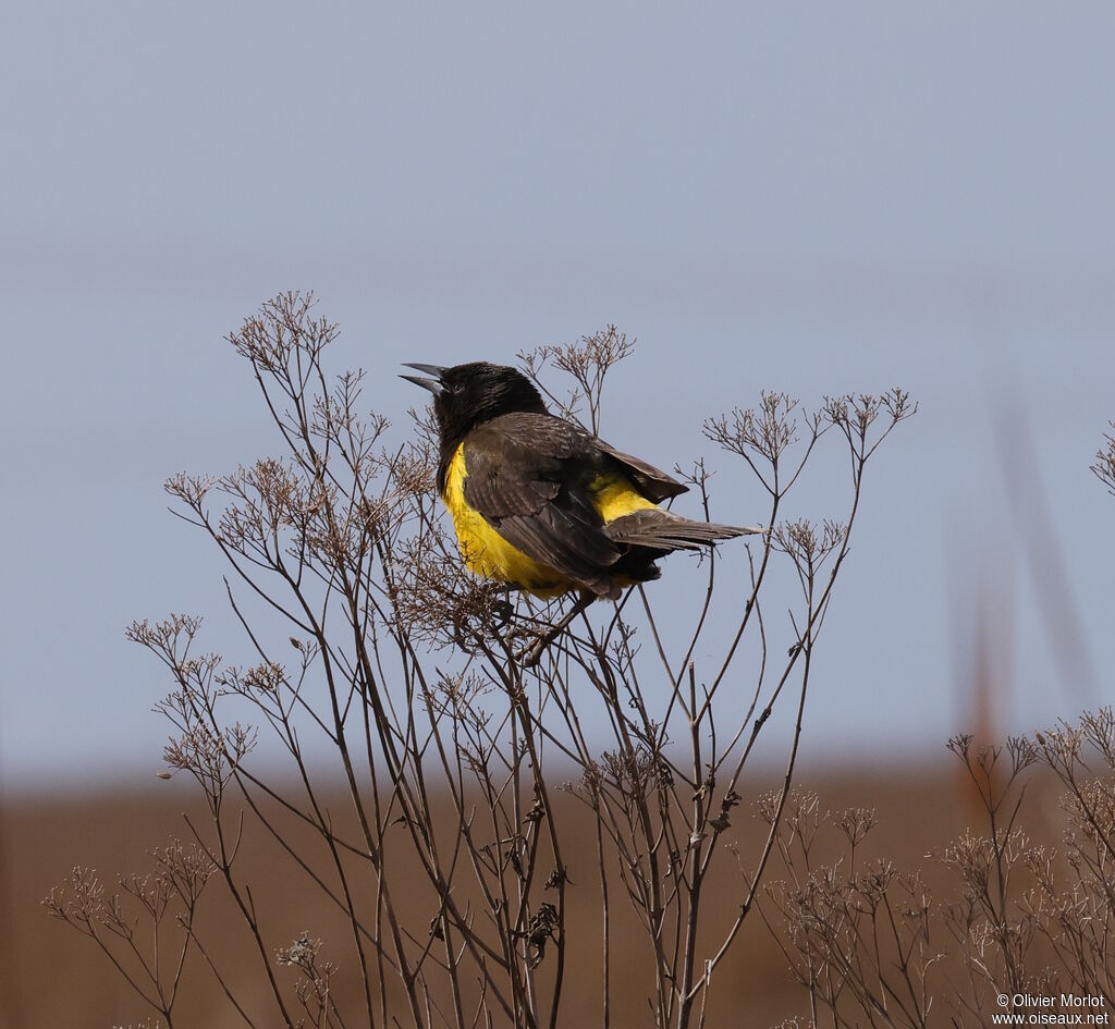 Yellow-rumped Marshbird