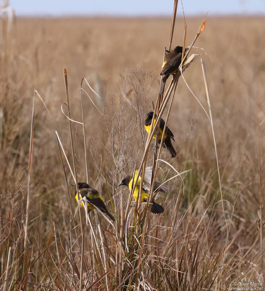 Yellow-rumped Marshbird