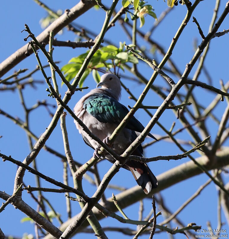 Green Imperial Pigeon