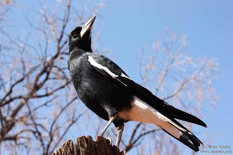 Australian Magpie