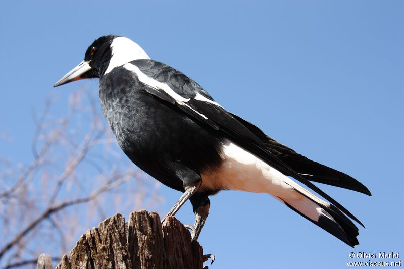 Australian Magpie