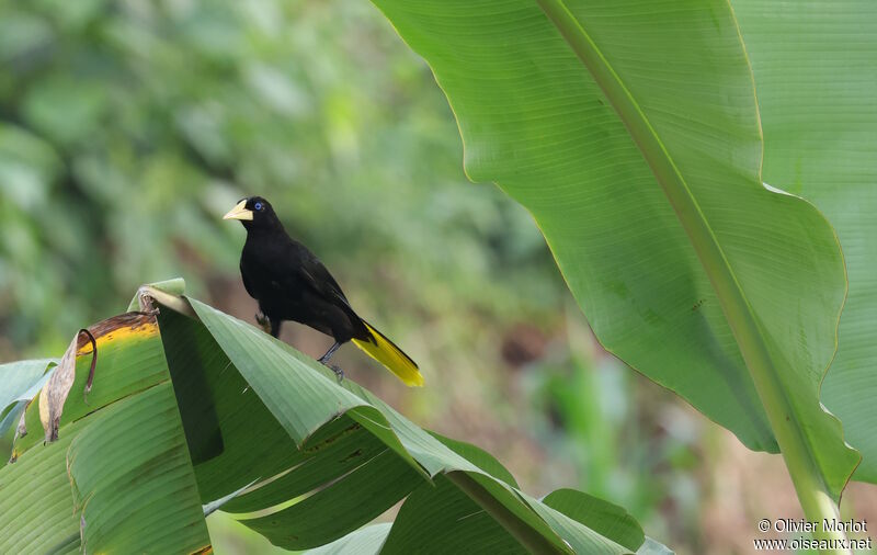 Crested Oropendola