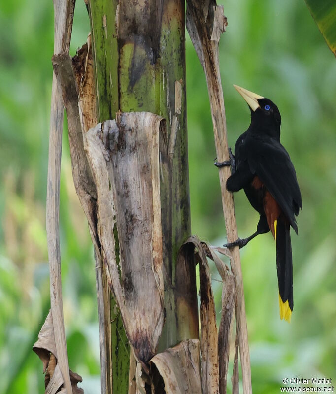 Crested Oropendola