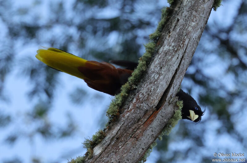 Crested Oropendola