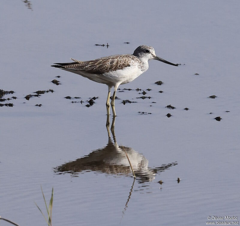 Common Greenshank