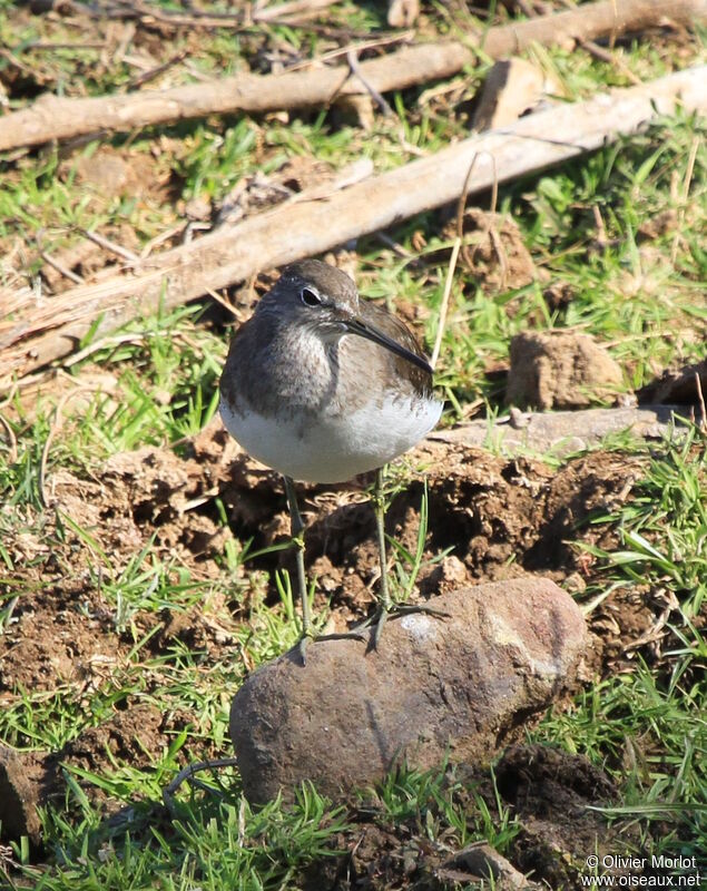 Green Sandpiper