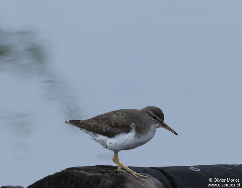 Spotted Sandpiper