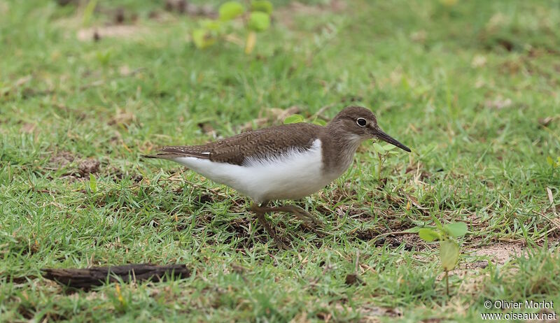 Common Sandpiper