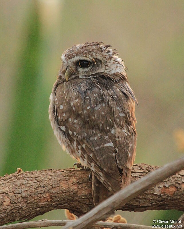 Spotted Owlet