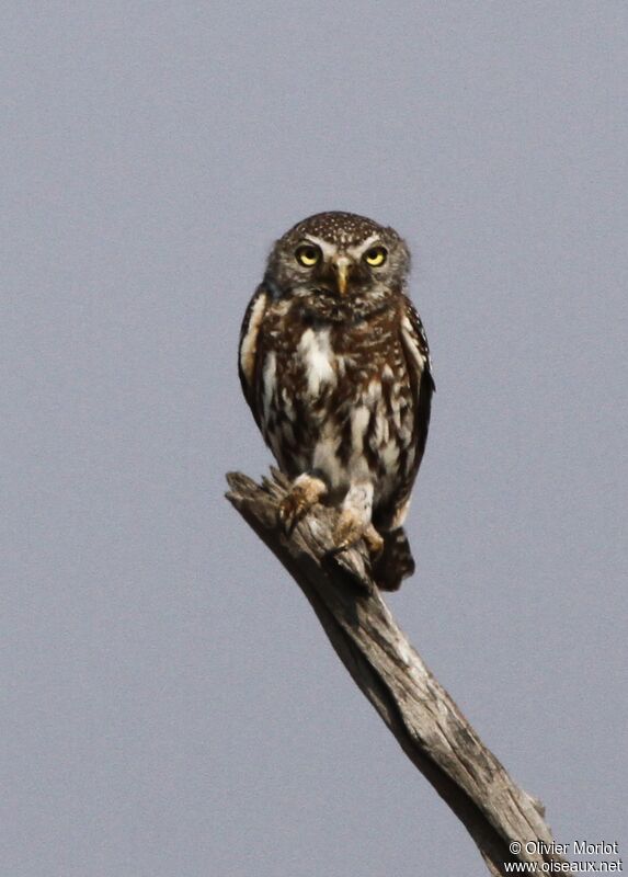 Pearl-spotted Owlet