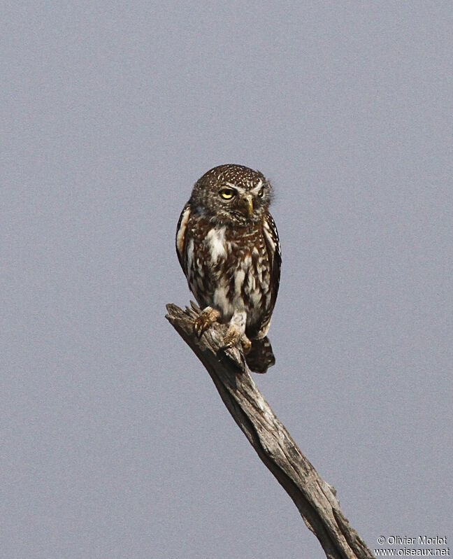 Pearl-spotted Owlet