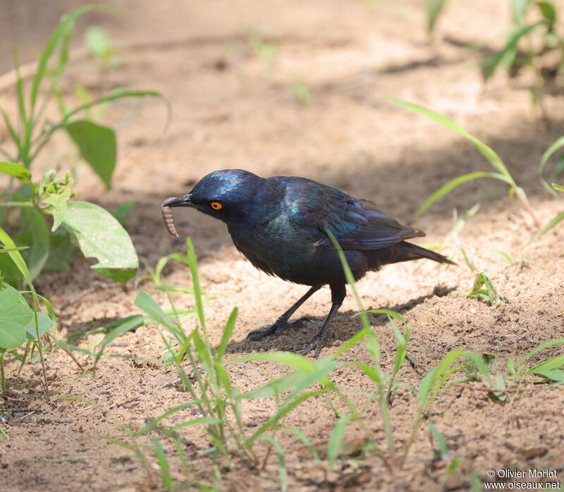 Cape Starling