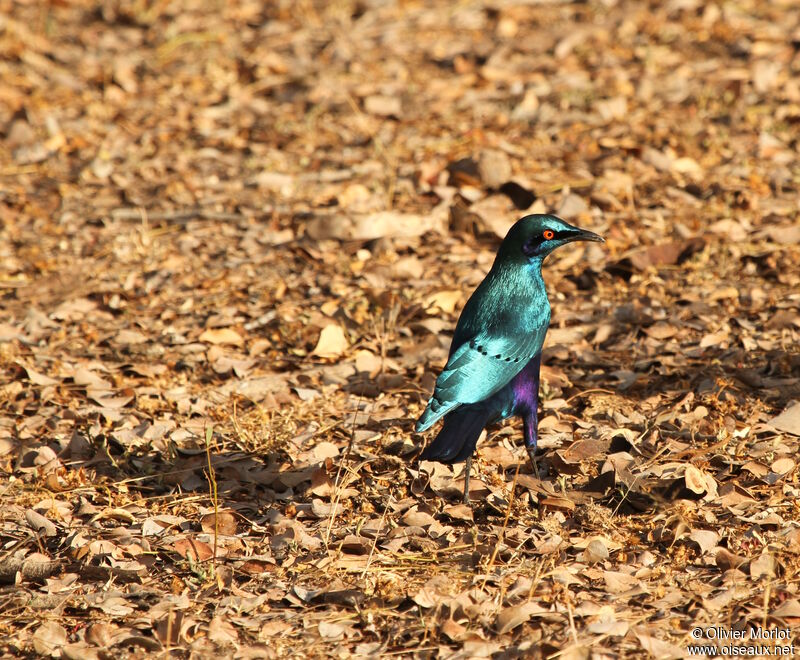 Choucador de Swainson