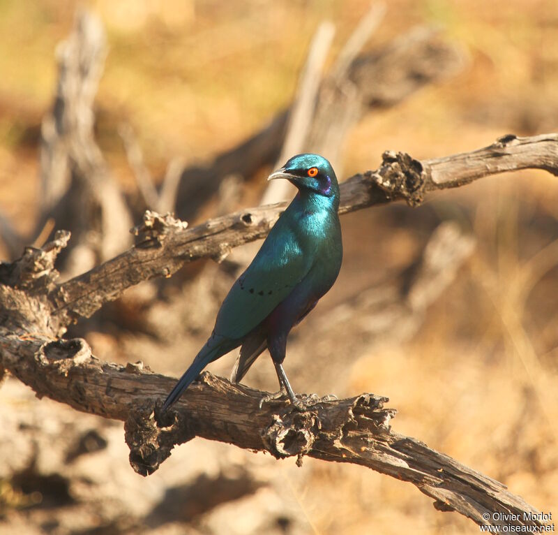 Lesser Blue-eared Starling