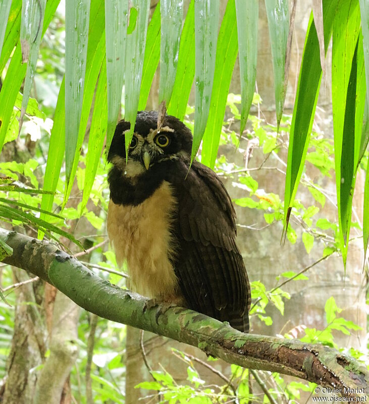 Spectacled Owl