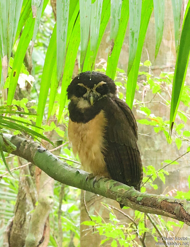 Spectacled Owl