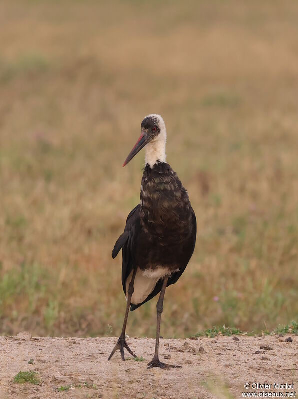 Cigogne à pattes noires