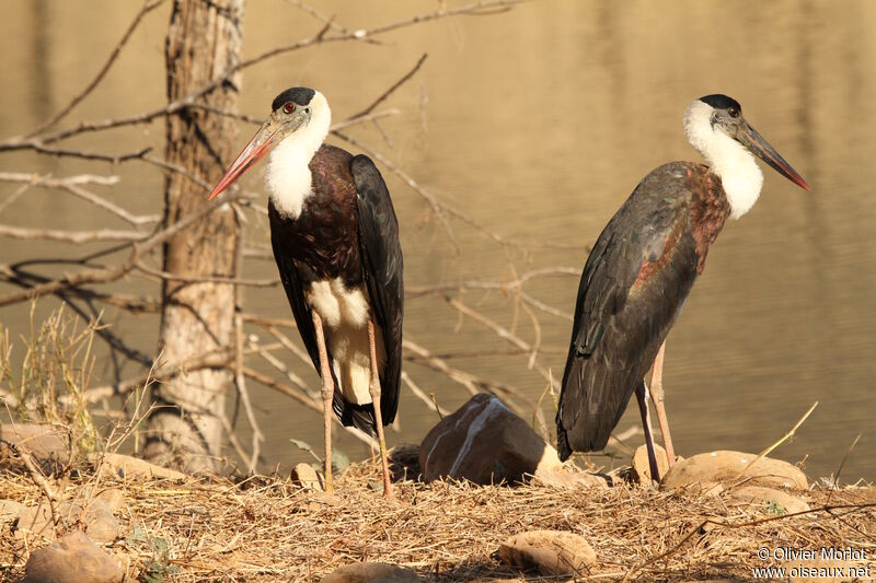 Asian Woolly-necked Stork