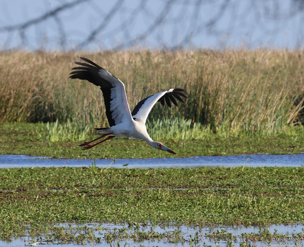 Cigogne maguari, Vol