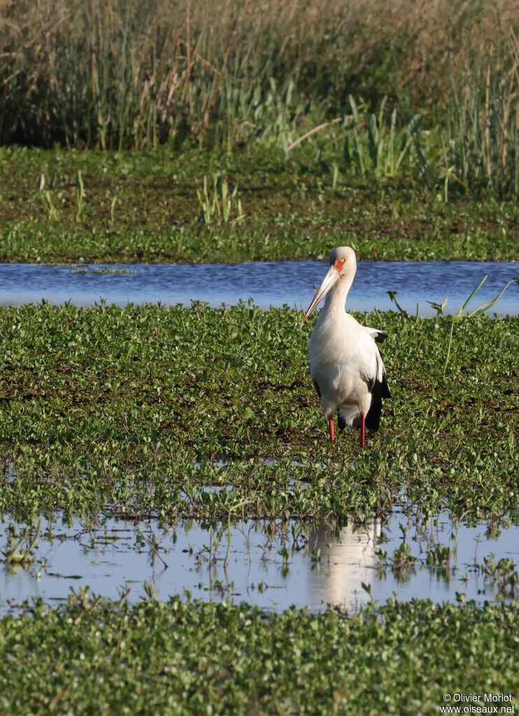 Cigogne maguari
