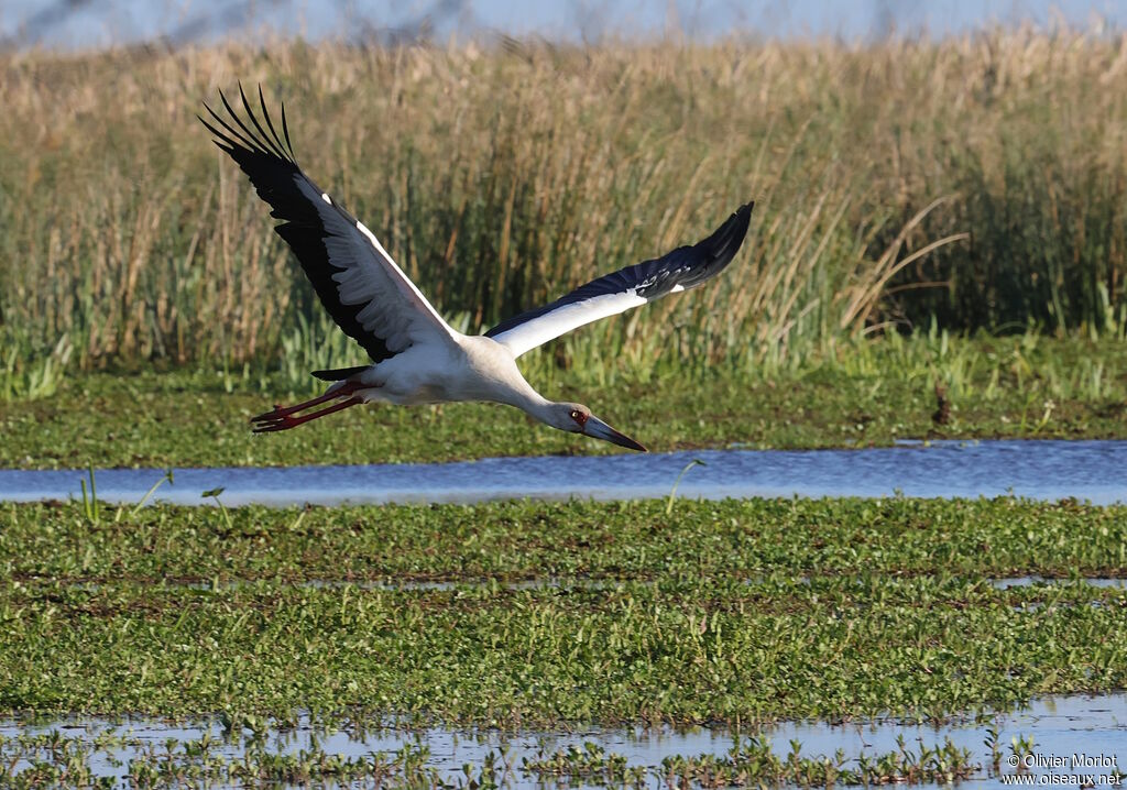 Cigogne maguari, Vol