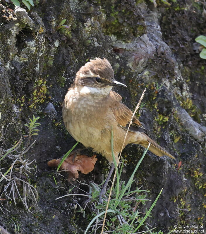 Cinclode à ailes marron