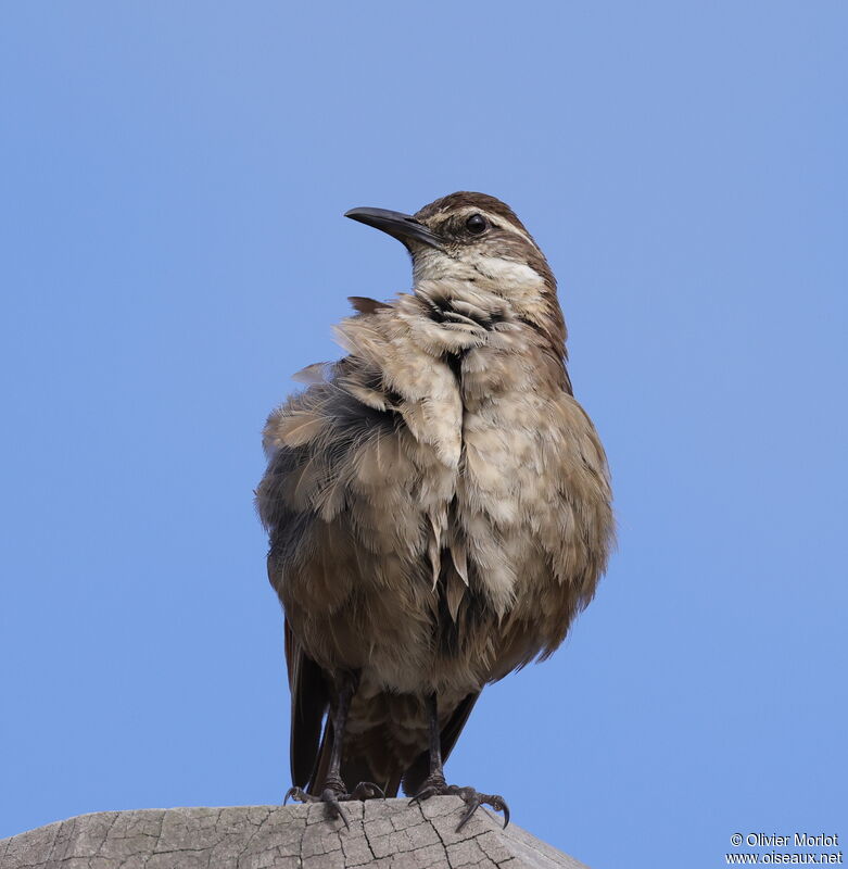 Stout-billed Cinclodes