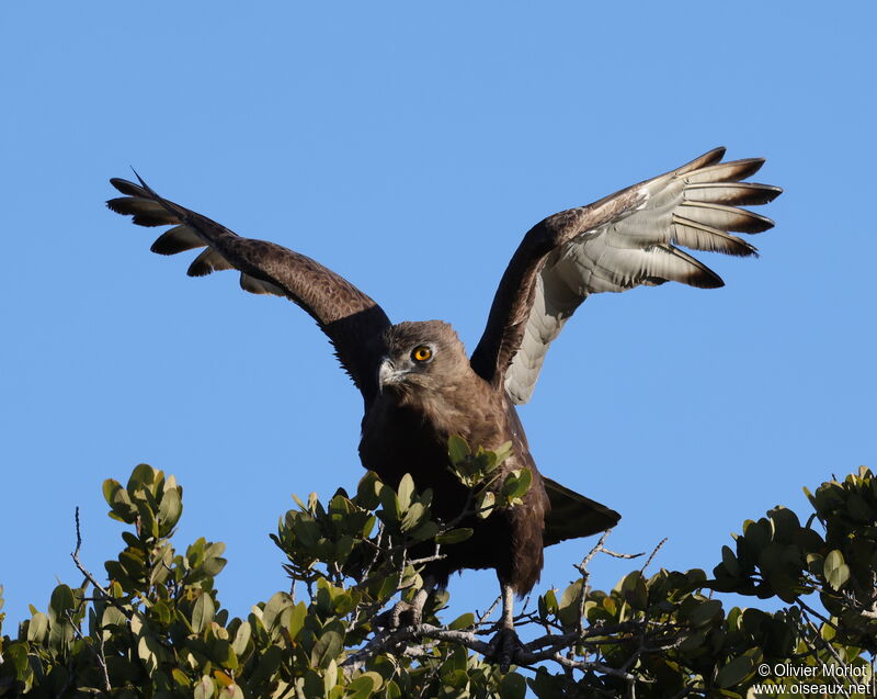 Brown Snake Eagle