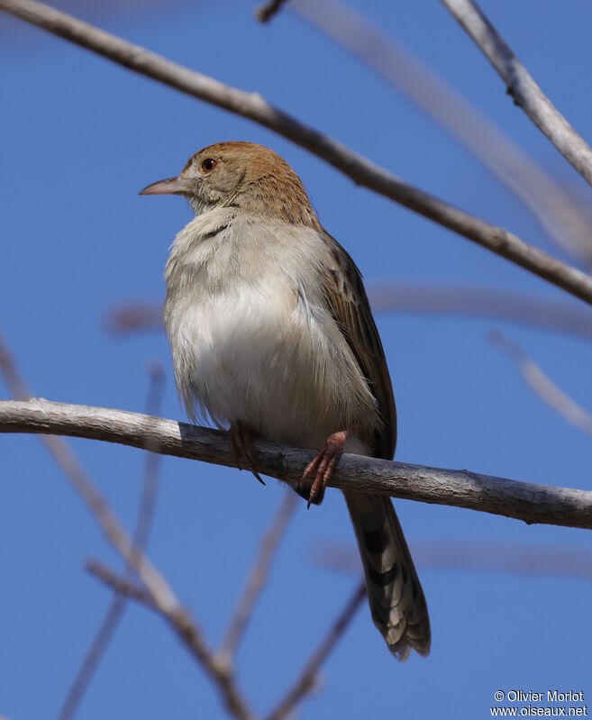 Rattling Cisticola