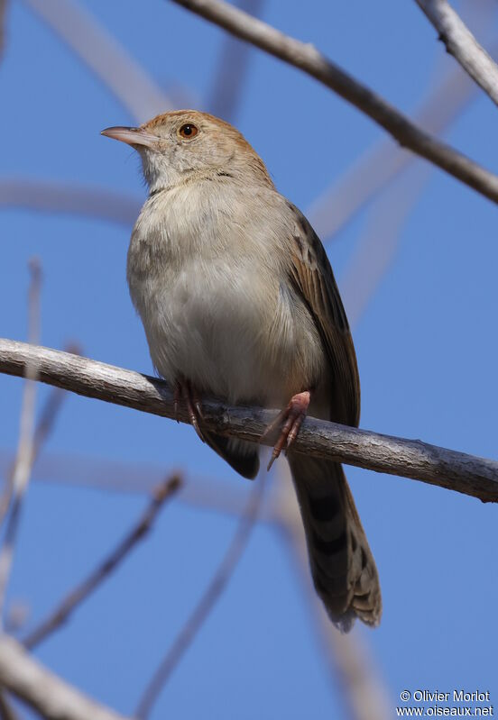 Rattling Cisticola