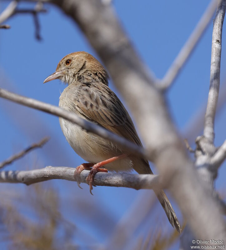 Rattling Cisticola