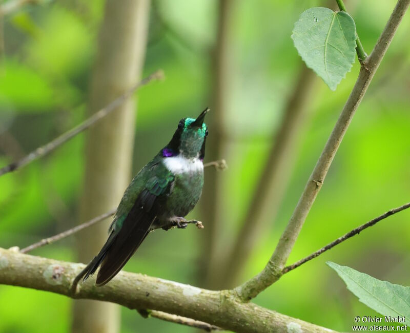 Colibri à collier blanc