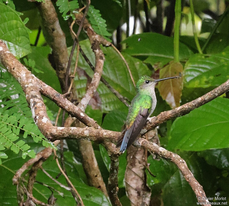 Bronze-tailed Plumeleteer female