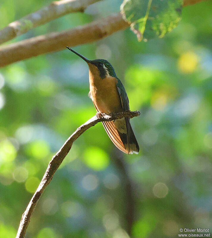 Colibri à ventre châtain femelle