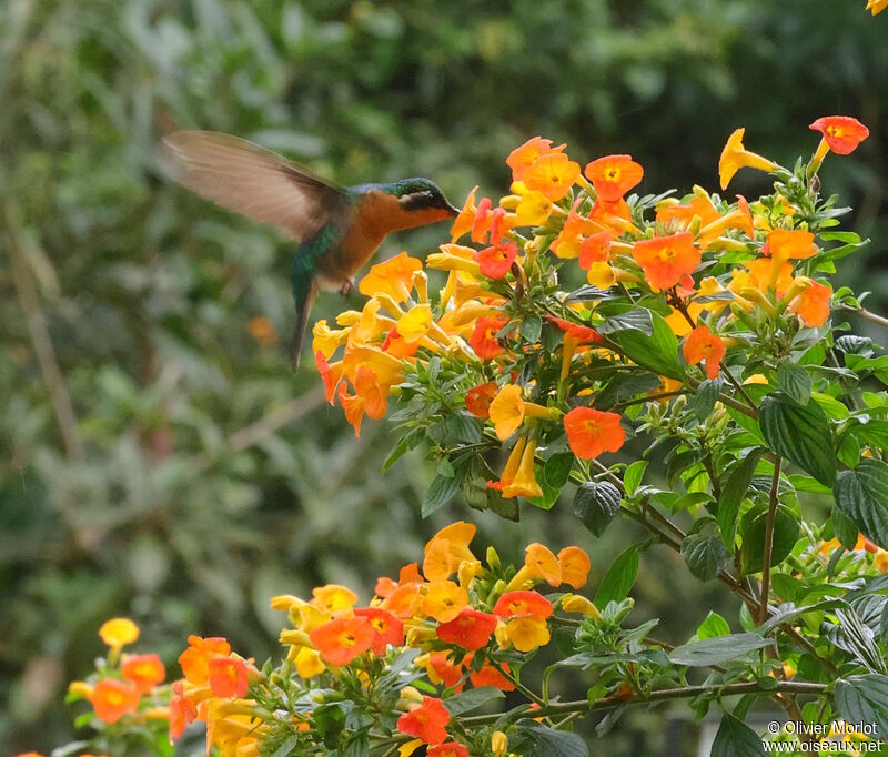 Colibri à ventre châtain femelle