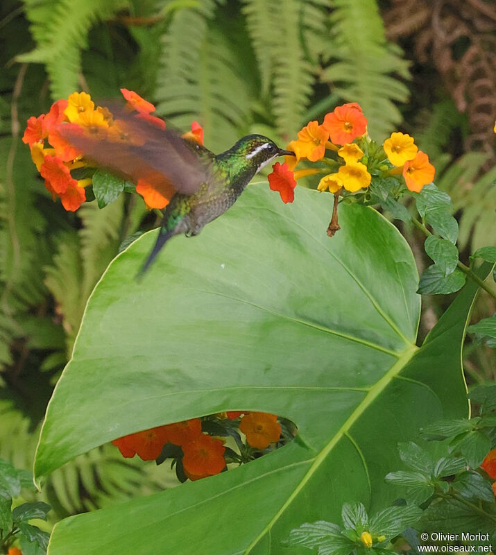 Colibri à ventre châtain mâle