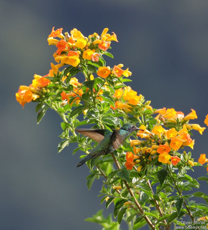 Sparkling Violetear